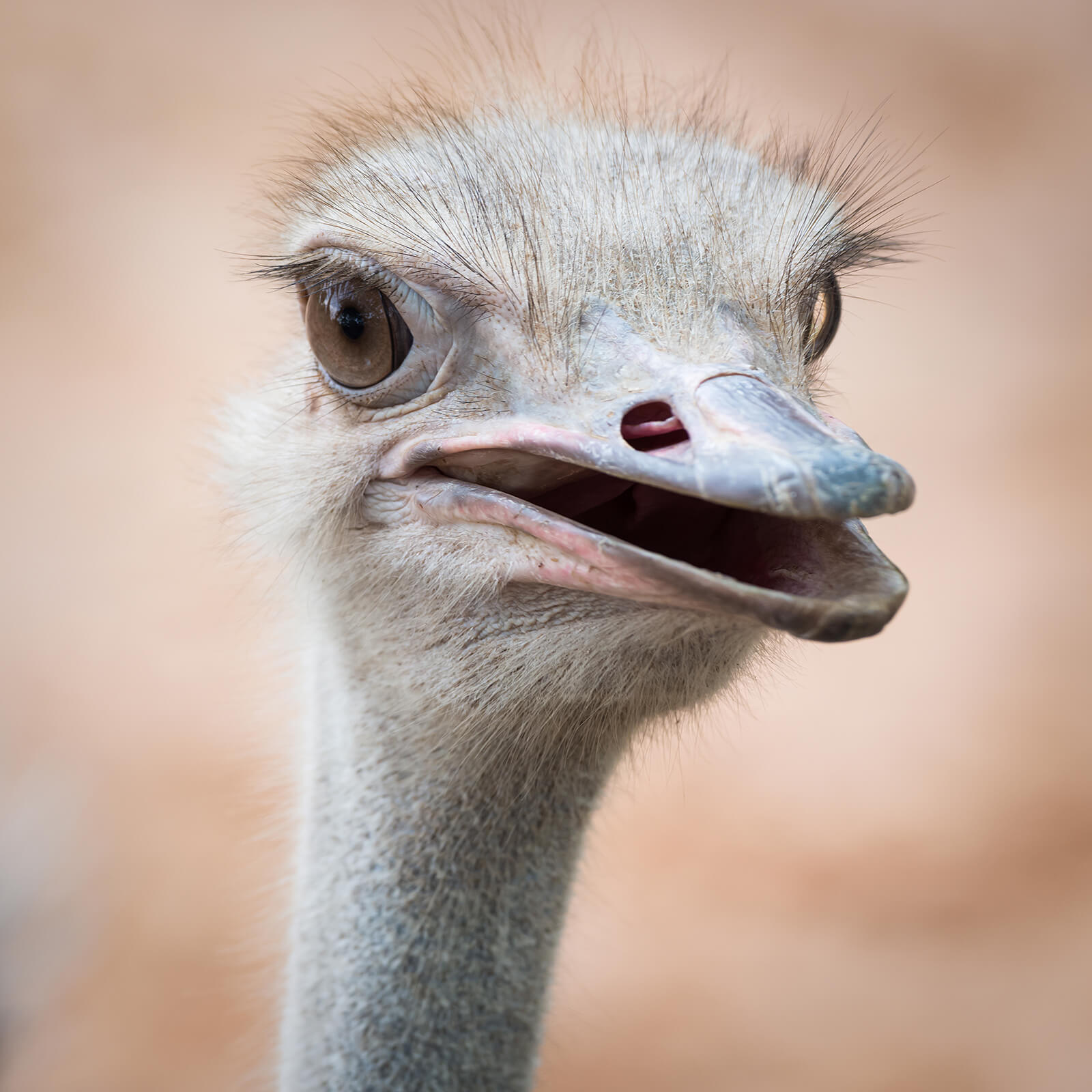 25-ostrich-head-shot.jpg