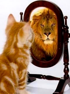 attitude_cat_lion_mirror-11.jpeg