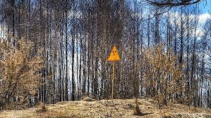 chernobyl-forest-14.gif