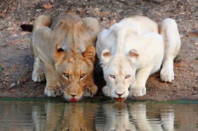 leonas-blanca-y-dorada-bebiendo-agua.jpg