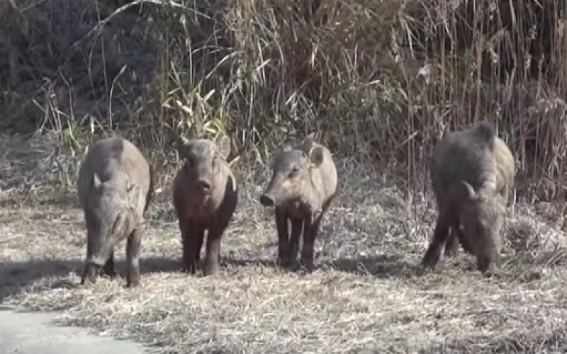 960-Bqkg-of-Cs-134137-detected-from-wild-boar-in-Fukushima-800x500_c.png