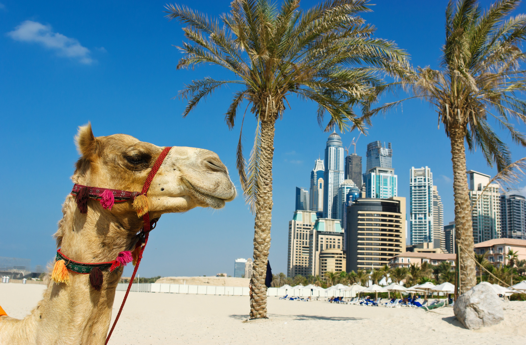 Dubai-Camellos.jpg