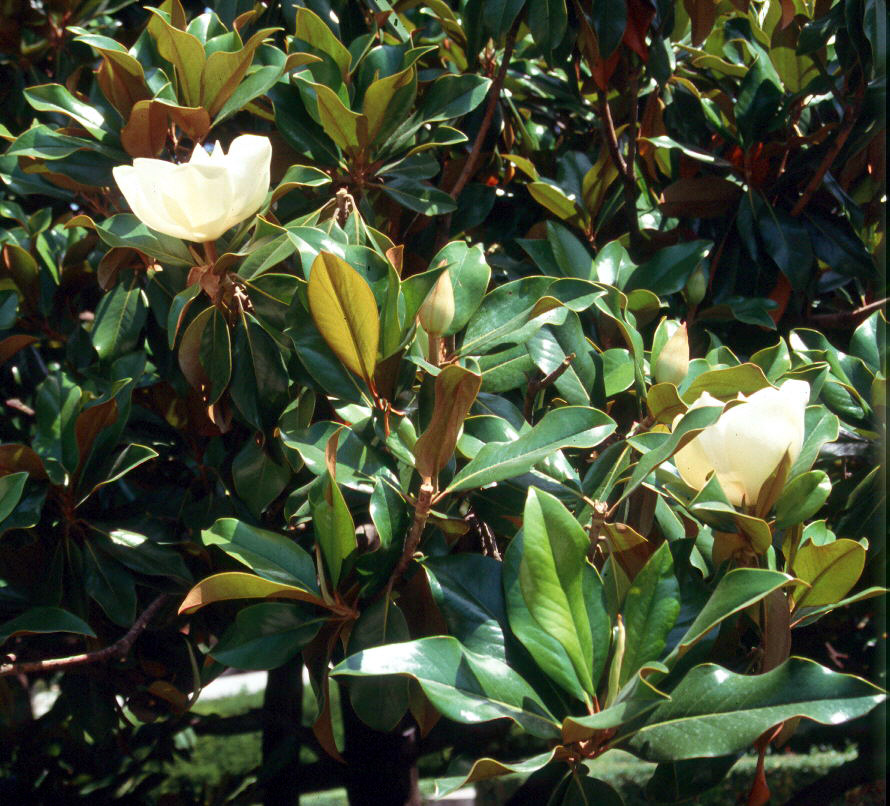 magnolio_1.jpg
