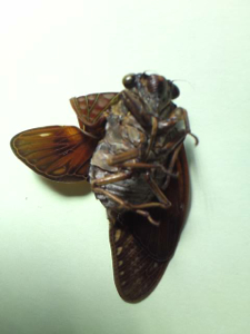 3-Citizen-in-300km-area-Malformation-of-cicada-is-getting-worse-and-worse-photos.jpg