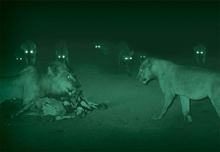leones-hienas-ojos-noche.jpg