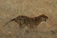 220px-Serengeti_Lion_Running_saturated.jpg