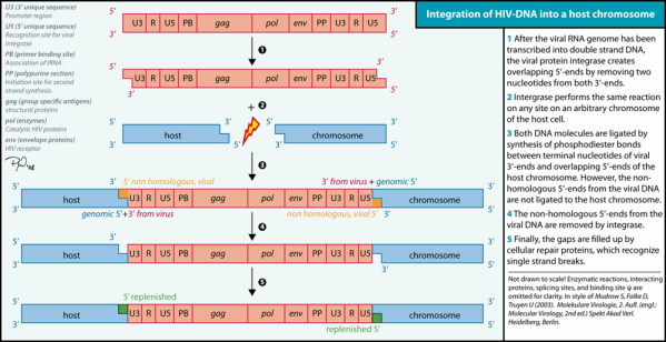 como_se_integra_el_vih_en_el_genoma.png