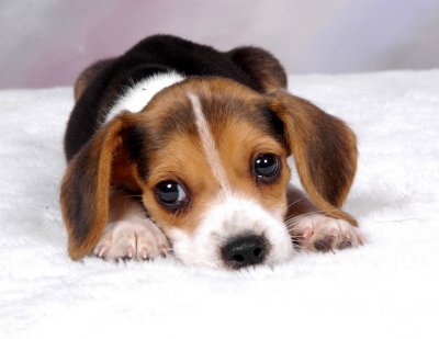 Beagle+puppy+400.jpg
