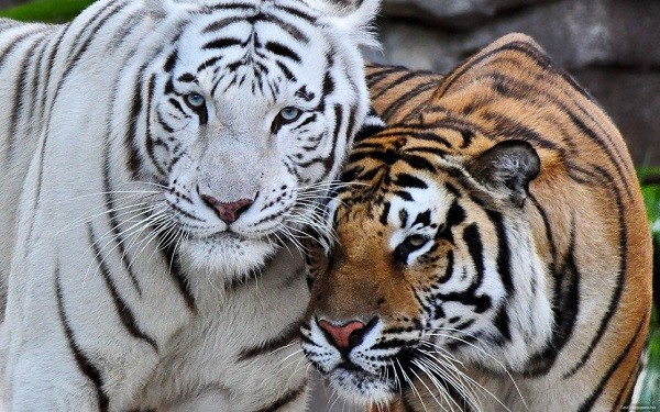 tigre-bengala-albino-600x375.jpg