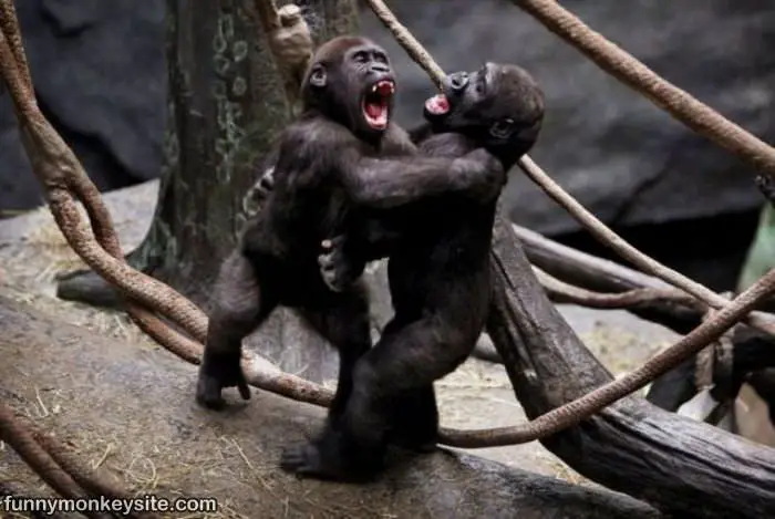 http://www.funnymonkeysite.com/pictures/Cute_Fighting_Monkeys.jpg